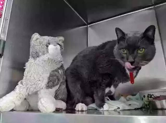 主人死了 猫主人离世后，猫咪的命运如何转折
