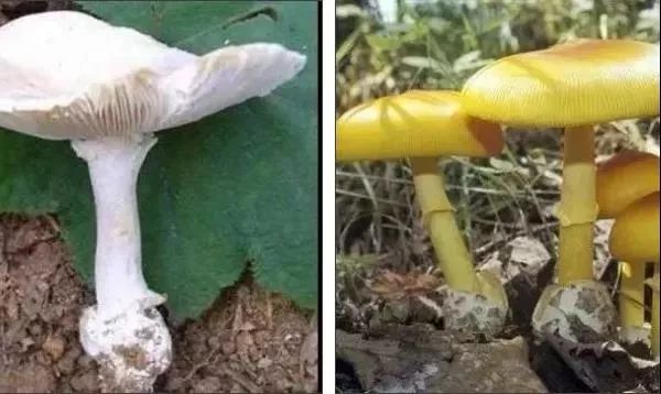 在国外误食毒蘑菇怎么办国外旅行遭遇毒蘑菇危机，如何应对误食毒菇的紧急状况？